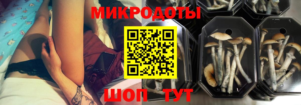 Галлюциногенные грибы Psilocybe Тула